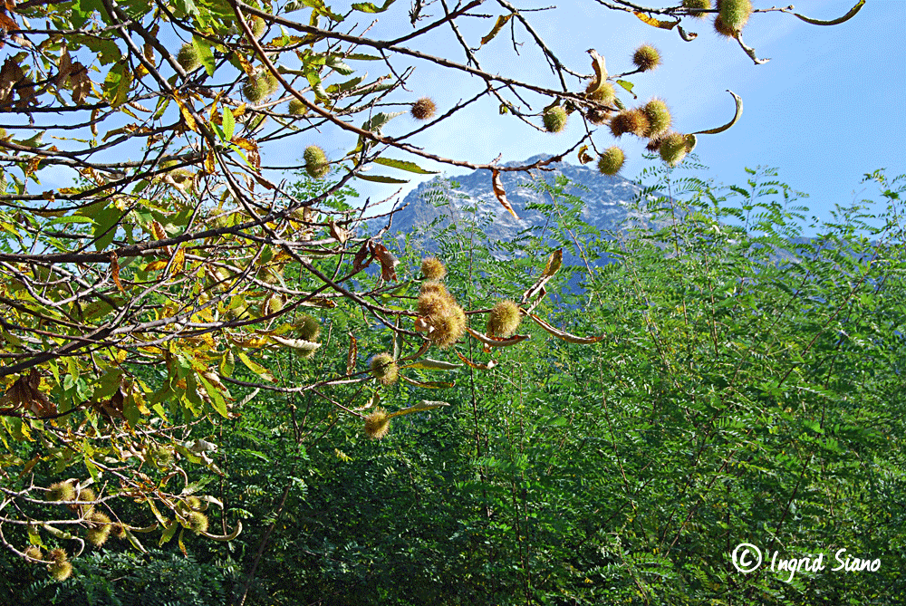 Esskastanienbaum am Comer See Esskastanienbaum am Comer See