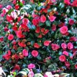 Kamelienblüte am Comer See