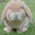 Osterhase am Comer See